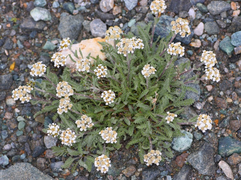 Achillea nana / Millefoglio nano